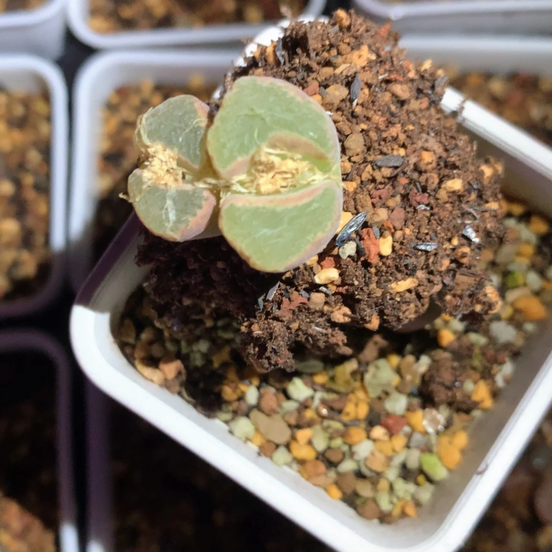 C****aC宝贝专拍 肉锥植物