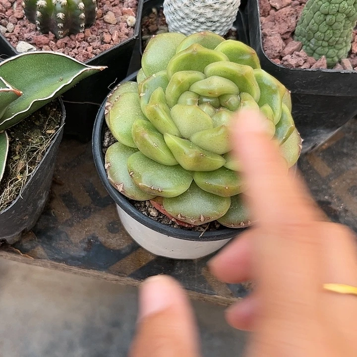 这不是大概还会有一个v把你那边