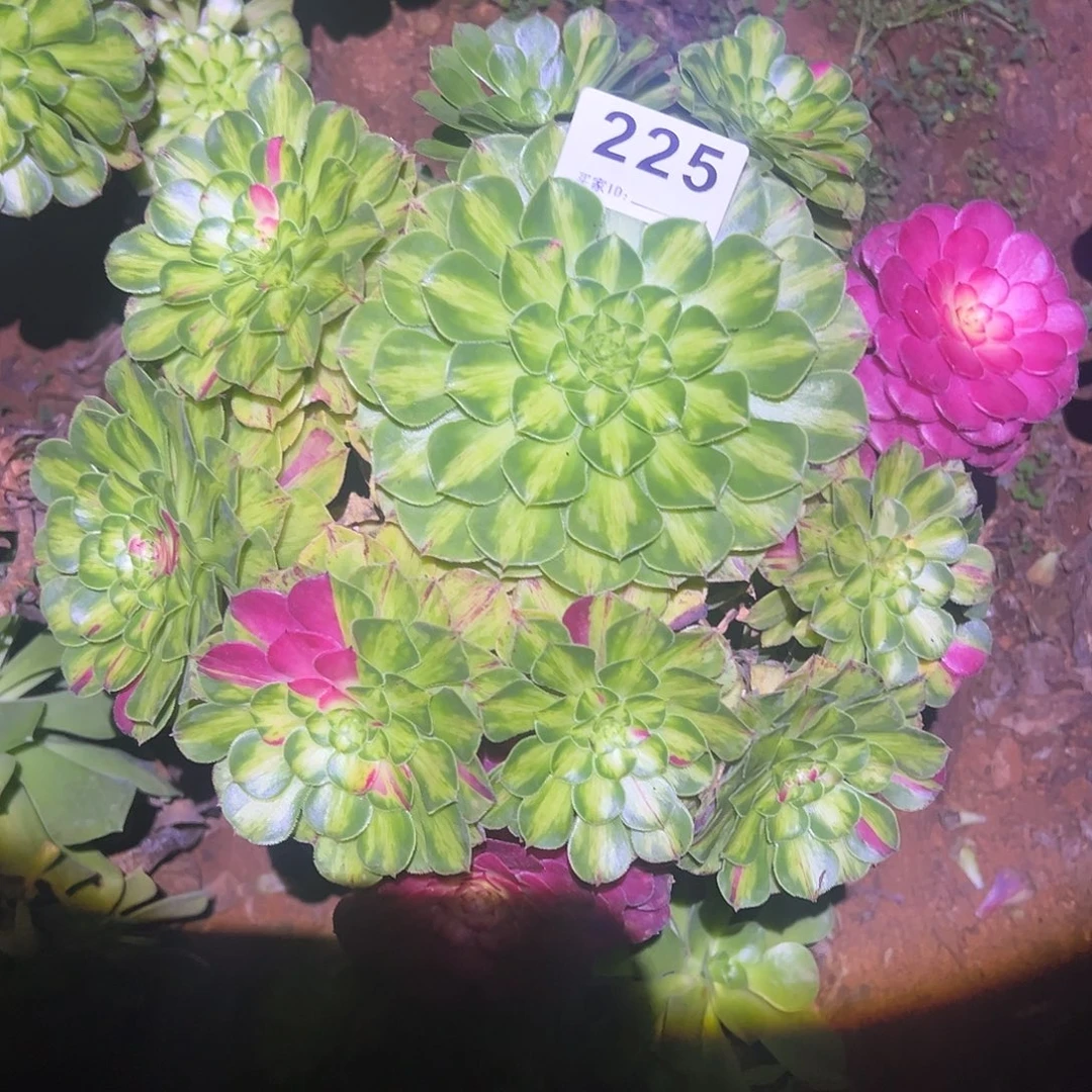 精品多肉植物225知否