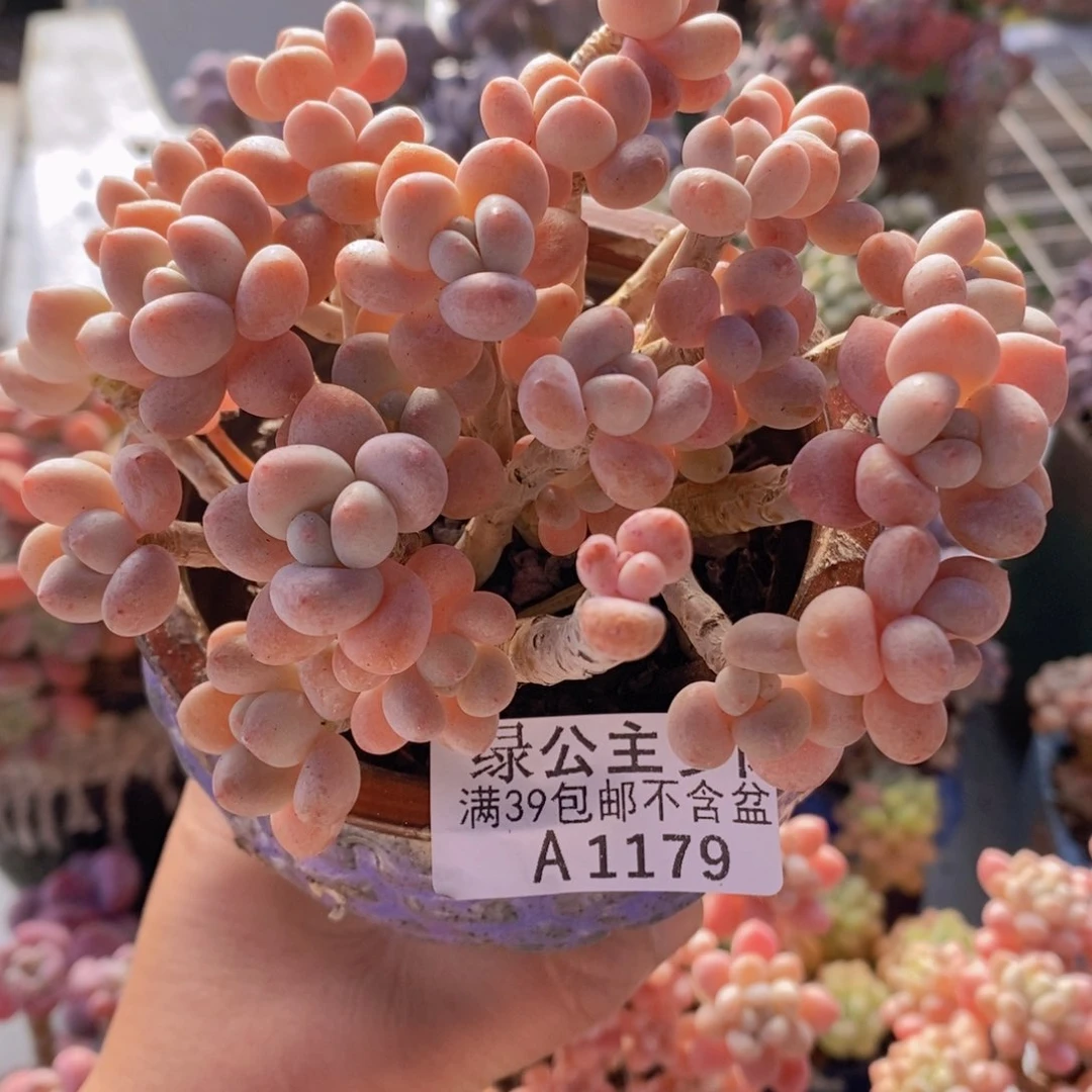鱼子酱老桩10cm1179多肉植物