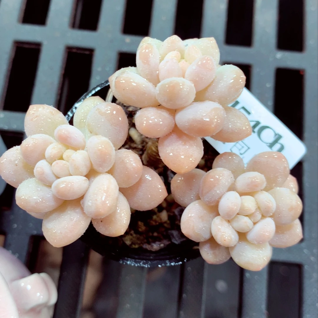 5厘米盆精控多肉1454