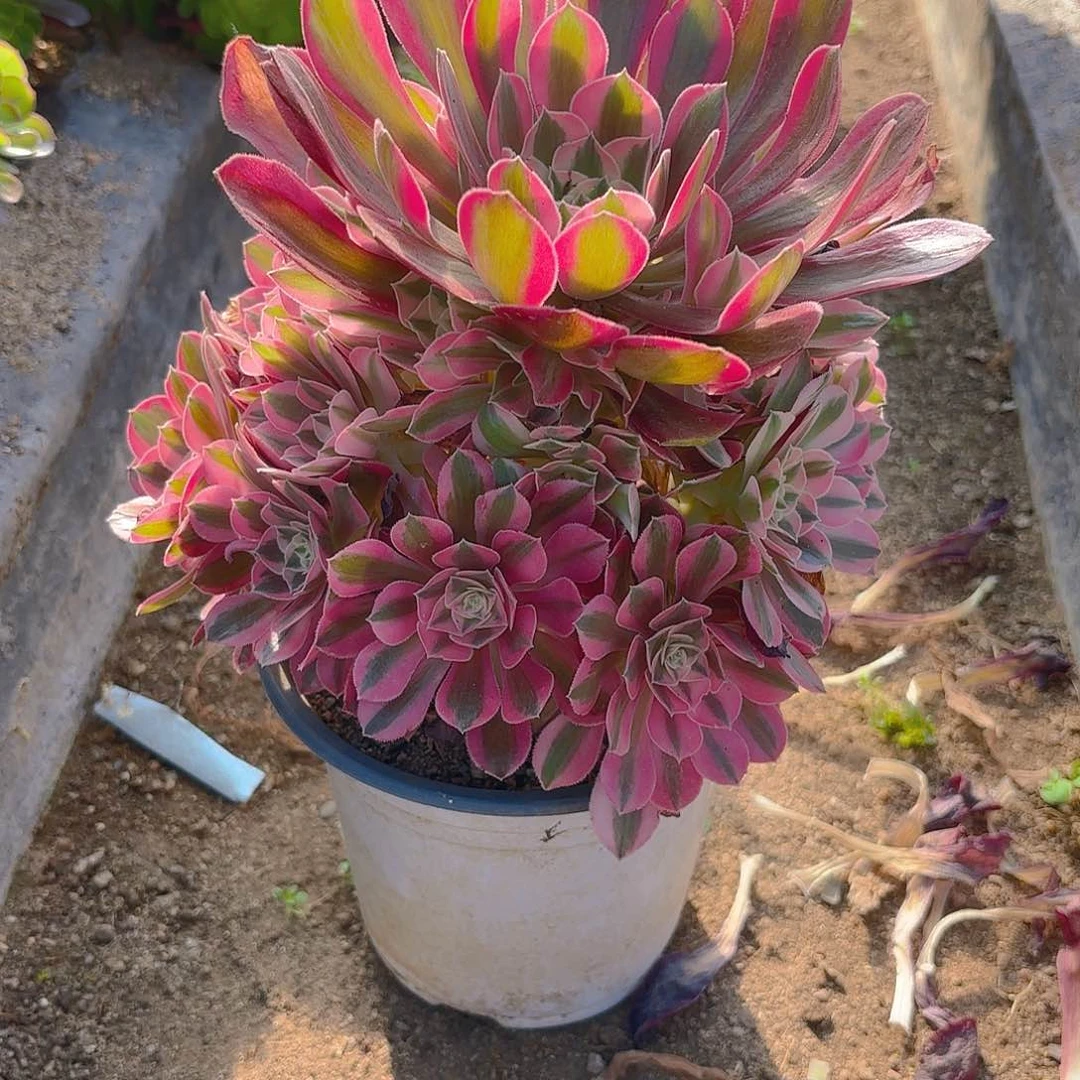 女巫多肉植物手捧