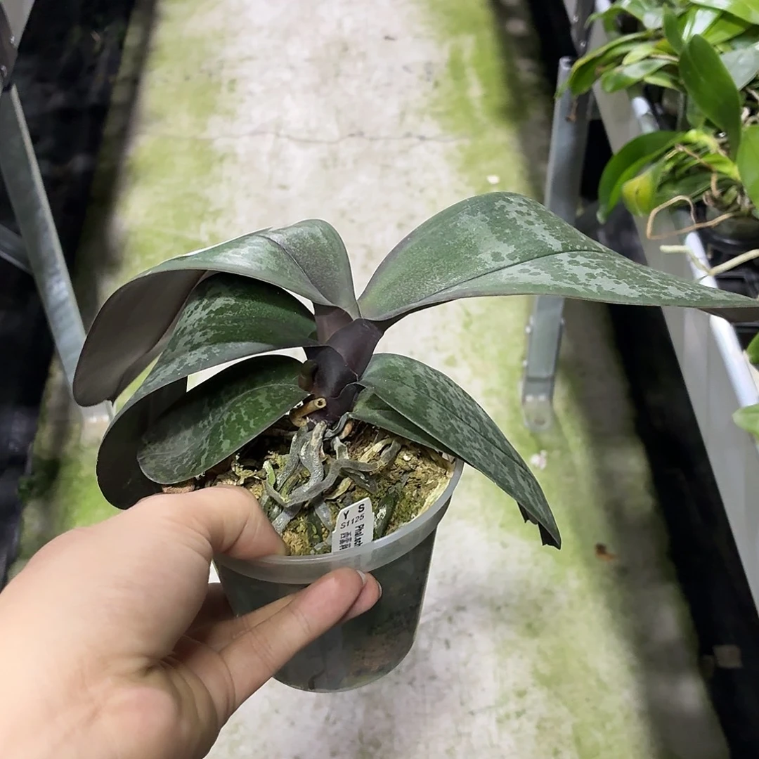 当前无花朵，栽培后可花朵A1268yss1125