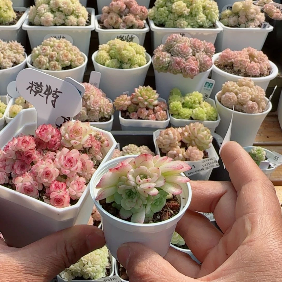 【闪购商品】0226-60（ttp-43-1）