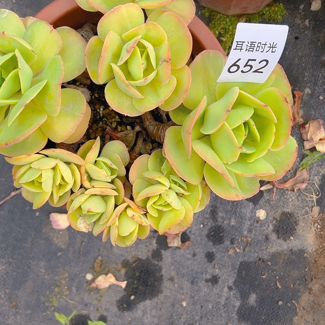 652，碧桃，脱土发货