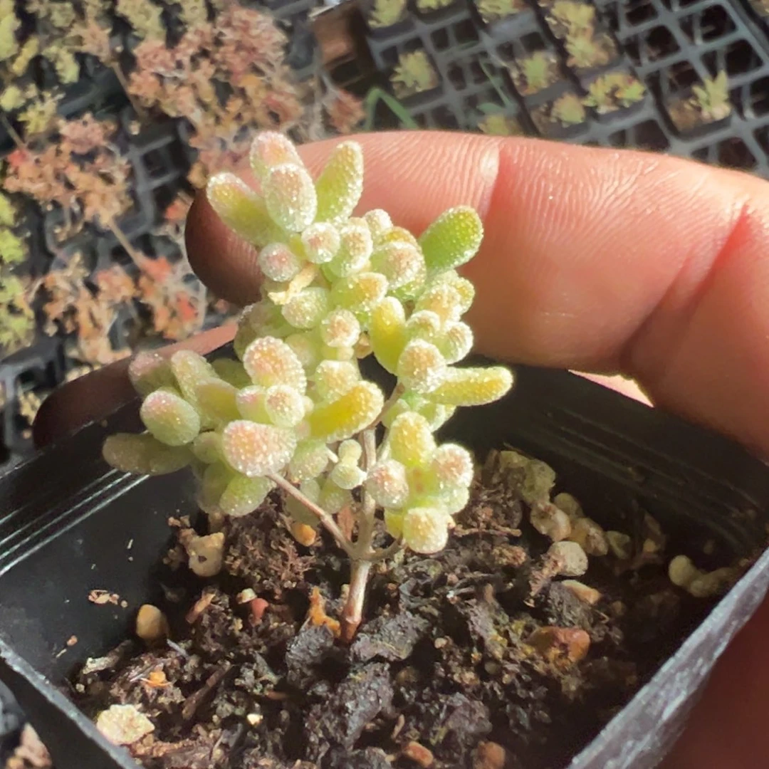 冰糖锦55杯老桩福利