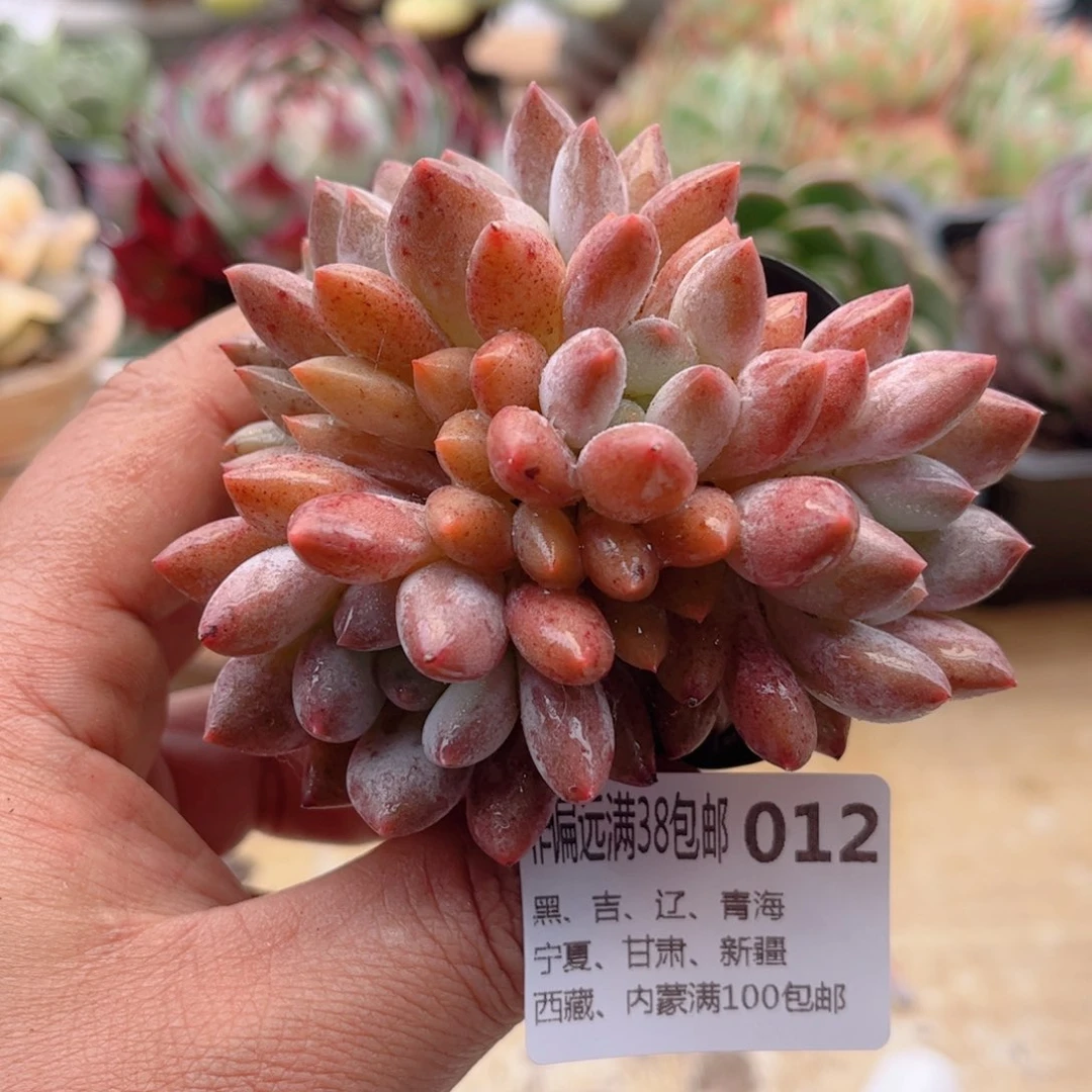 012半夏美人德华多肉