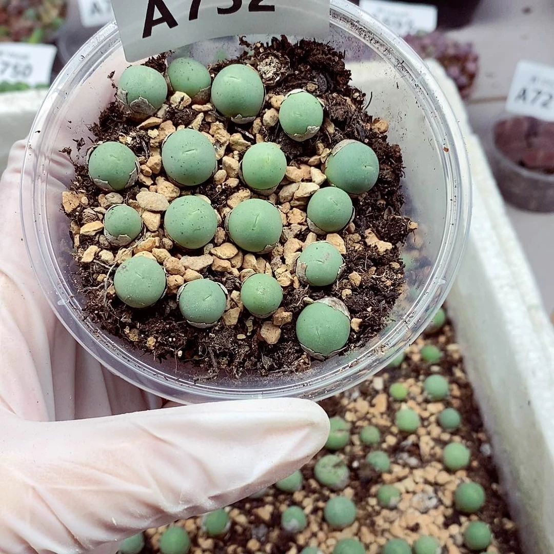 752all咯啦咯哦哦好