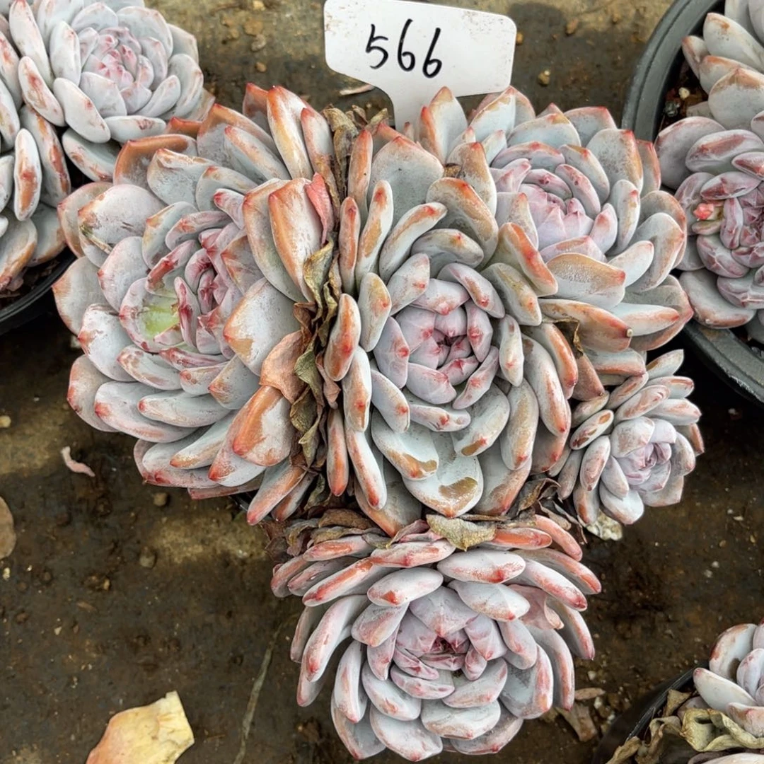 老阿姨花卉一物一拍566