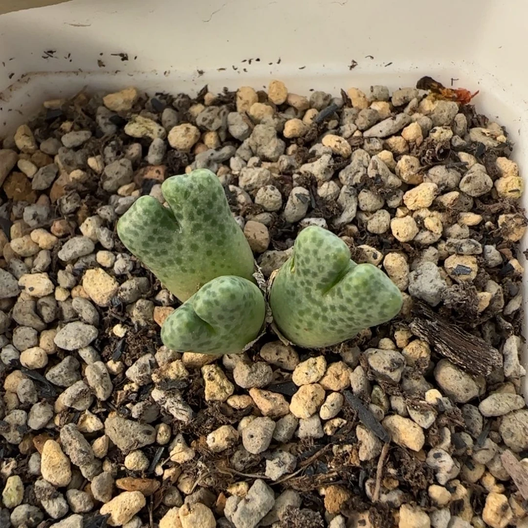 11-30-2-2当天满38包邮园艺鹿角斑马有一点点疤脱土