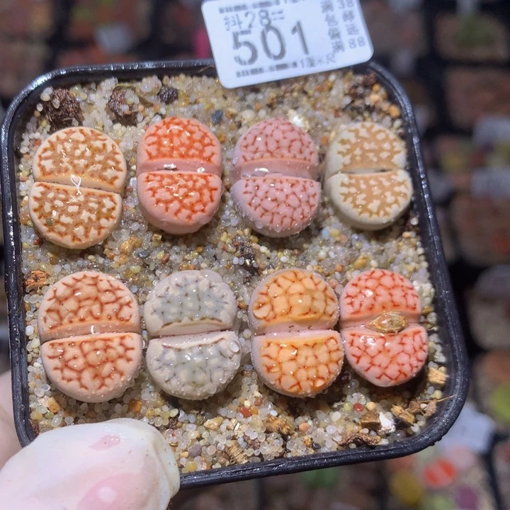 饼**哥 精品生石花28.501