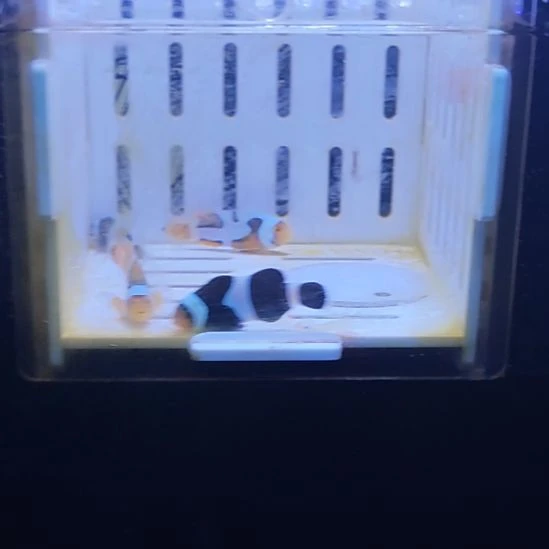 海水鱼两条毕加索一条奥黑