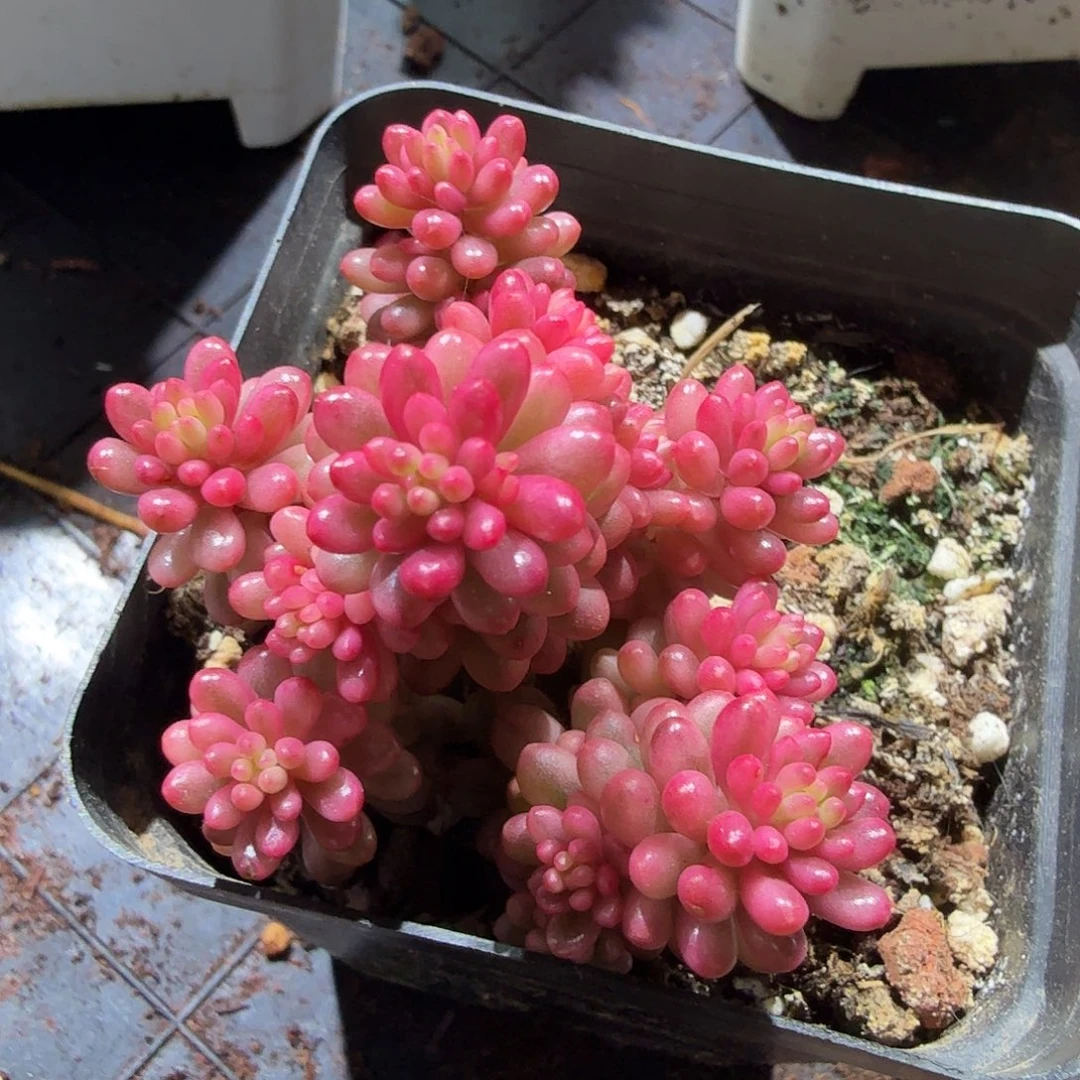 红浆果锦，多肉植物