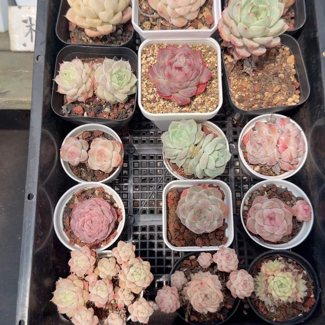 框拍框拍0217-123