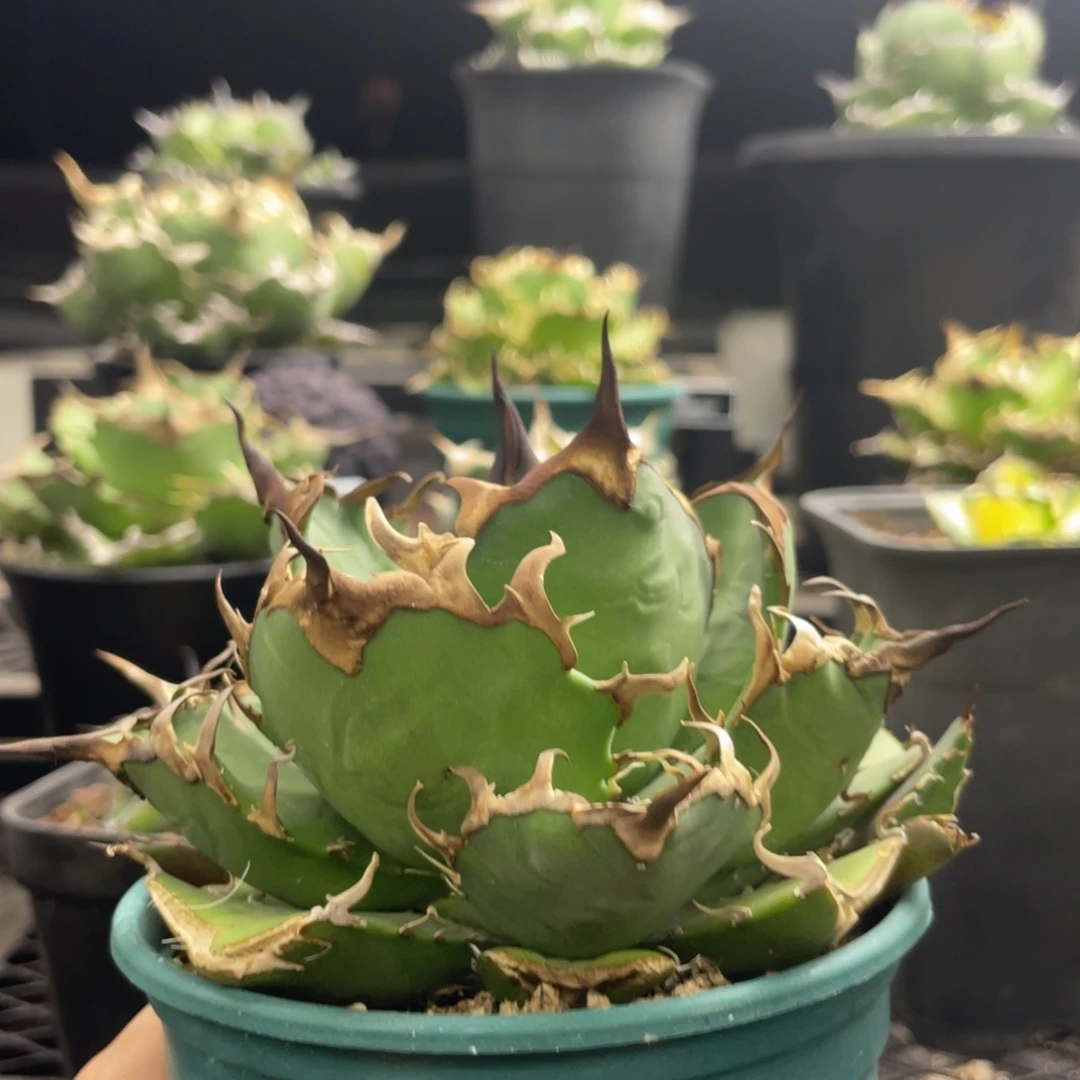 【闪购商品】灯养 凯撒