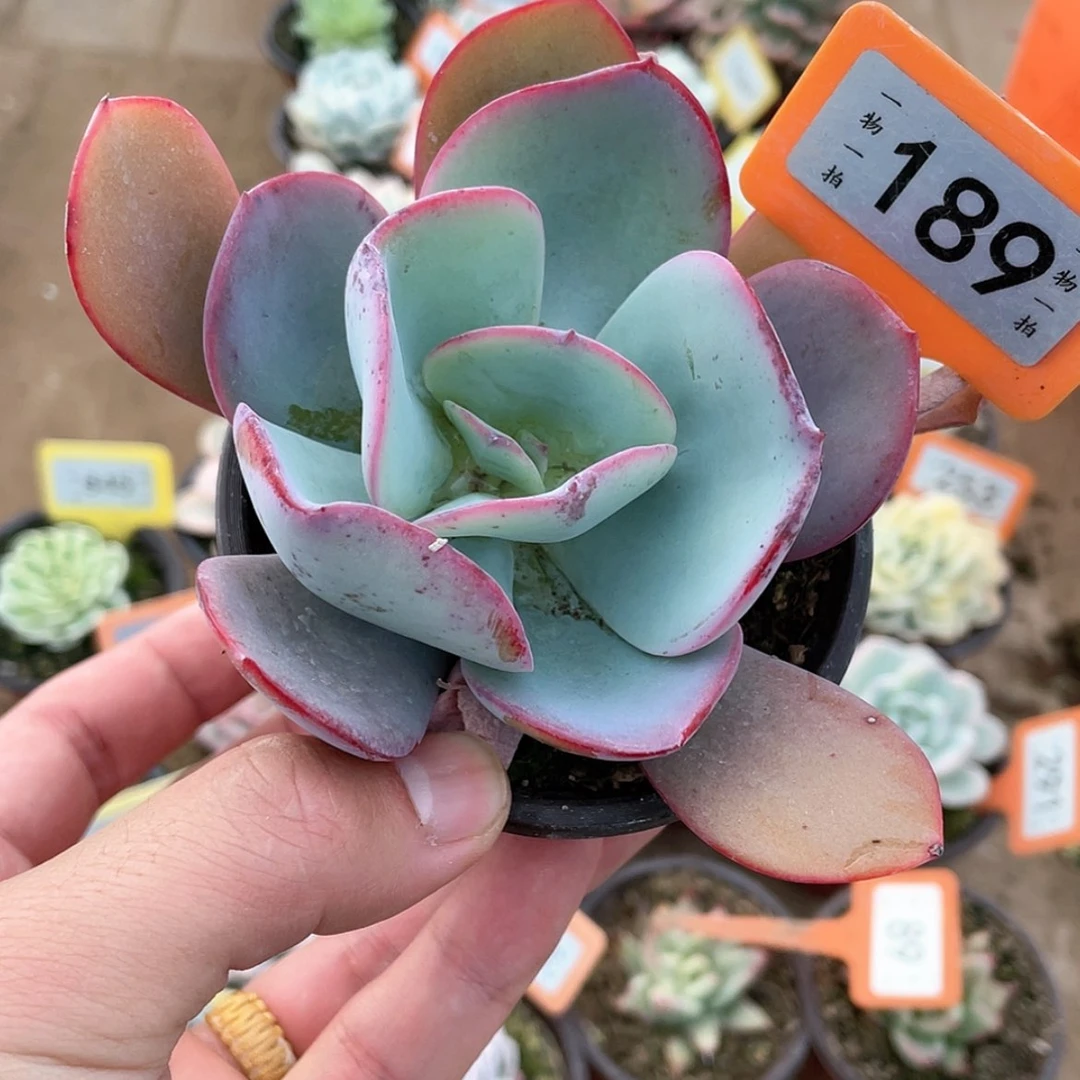 【闪购商品】189号