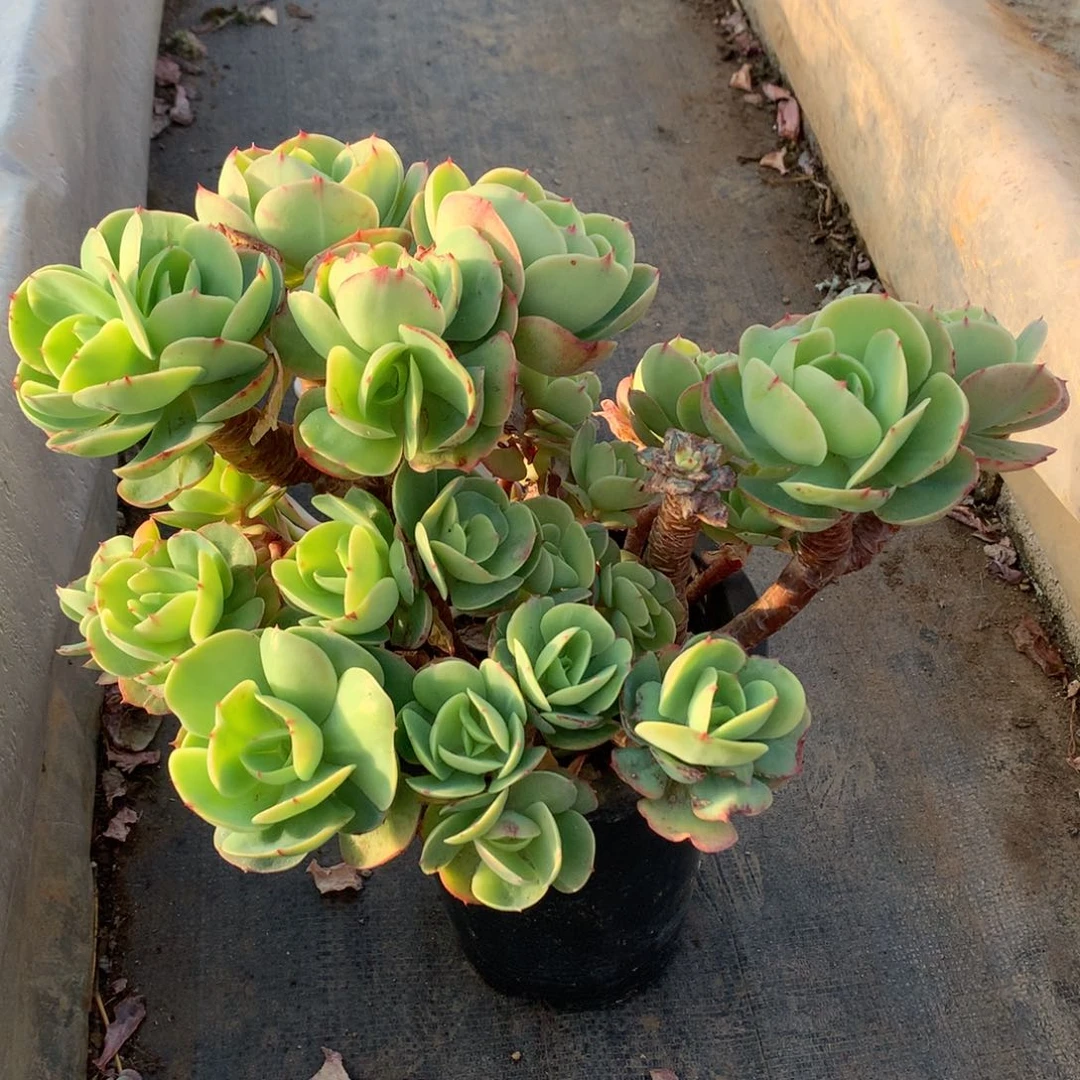 碧桃多肉瑕疵不售后