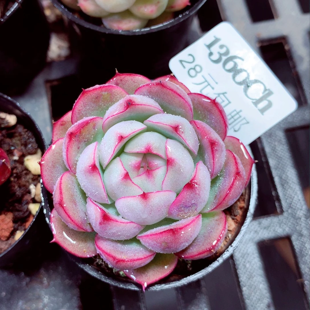 5厘米盆精控多肉1360