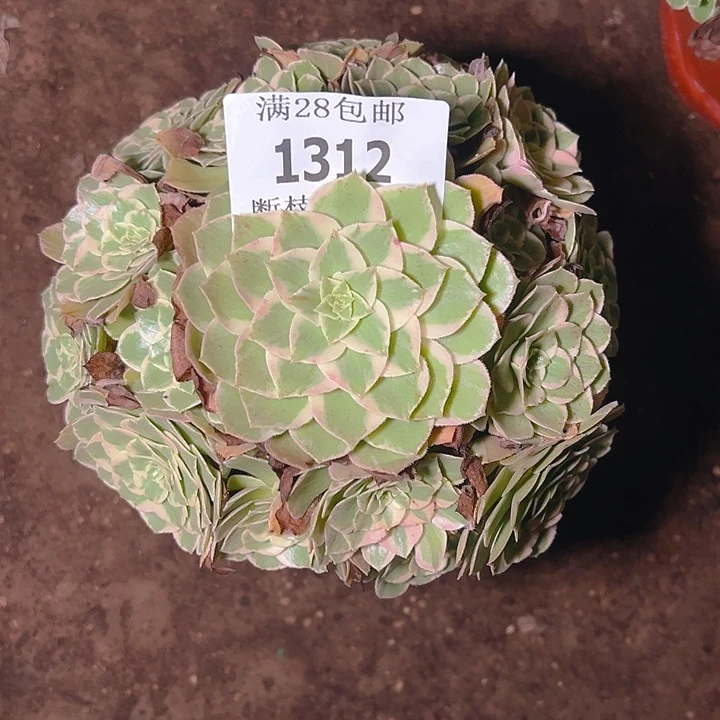 1312水蜜桃多肉植物