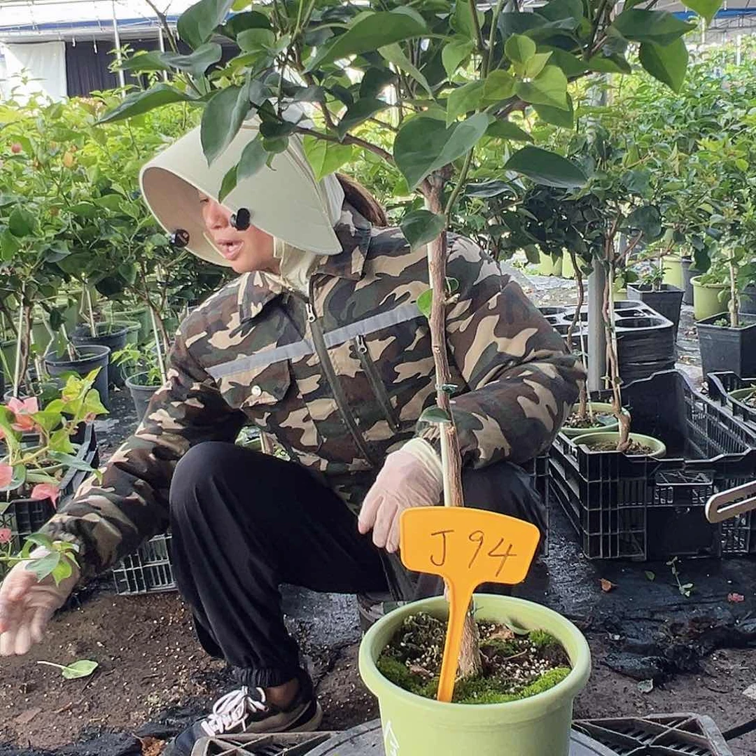 快***天当前无花栽培后可以开花J94金色光辉