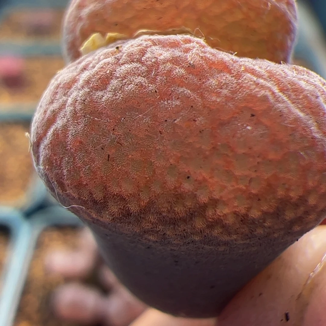 蛋糕杂交风铃玉 010