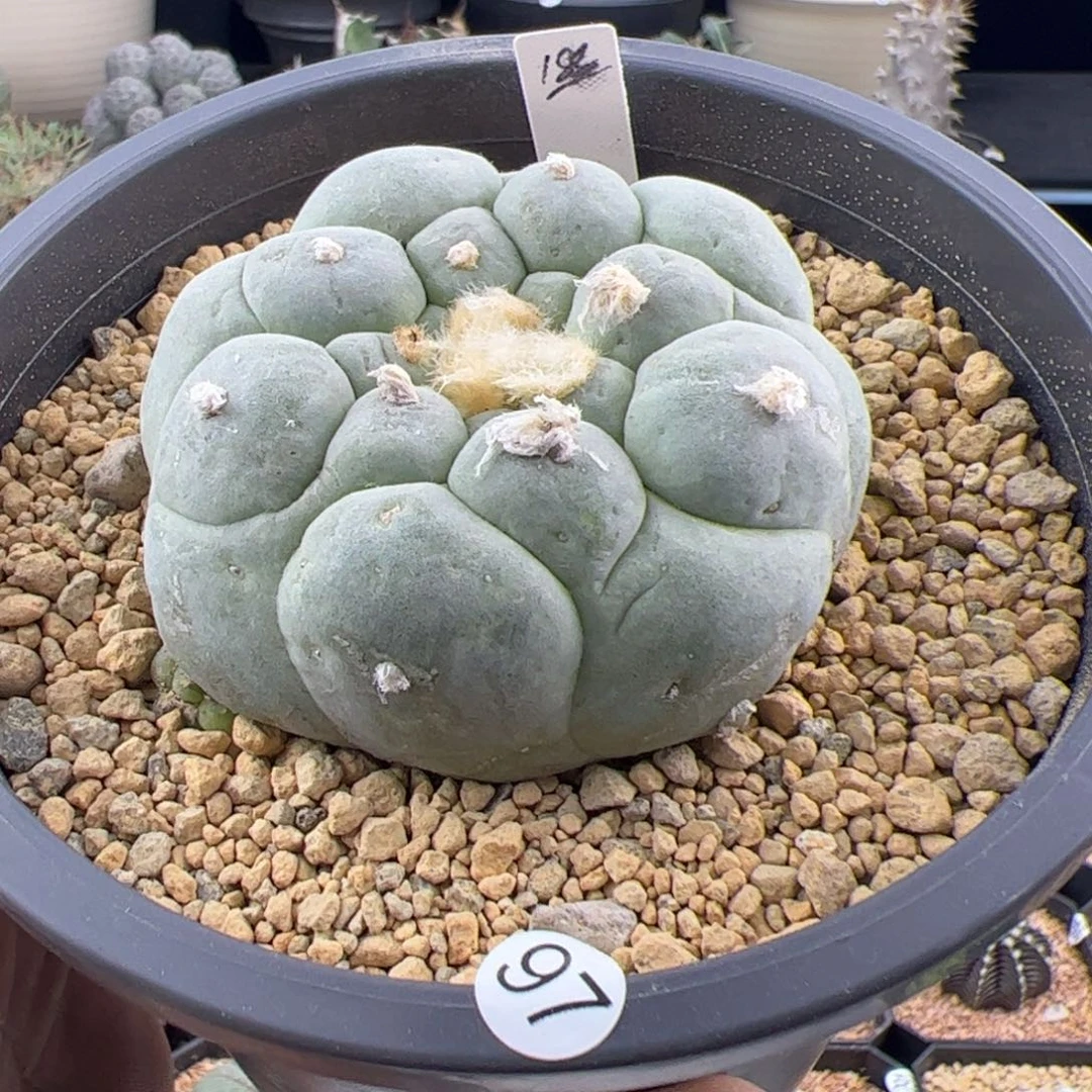 草球6.6一物一拍97