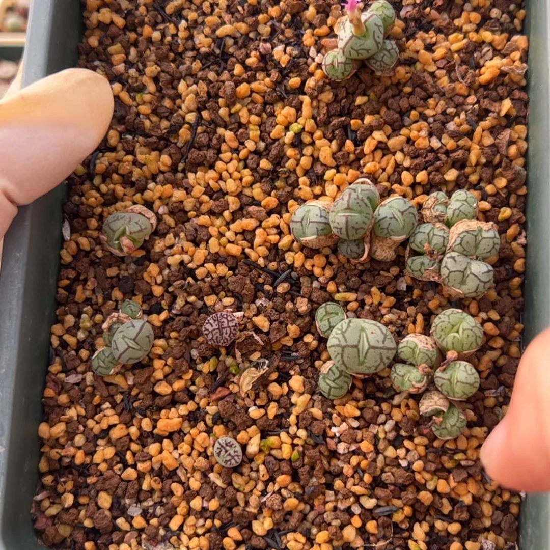 136 好看的多肉冲冲冲