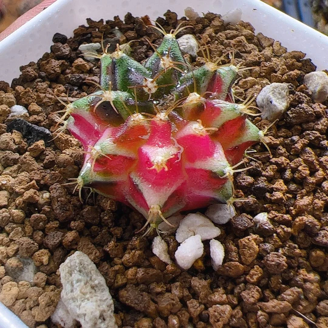 当前无花栽培后可以开花005