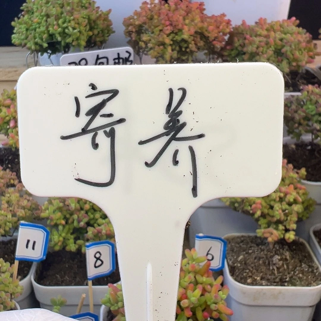 枝干枝干枝干枝干