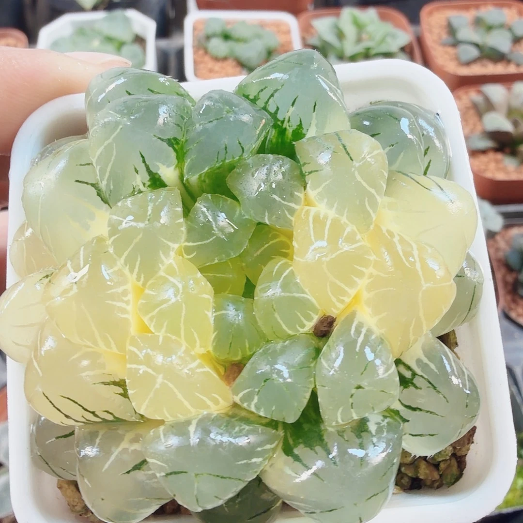 十二卷福利实生冰灯锦
