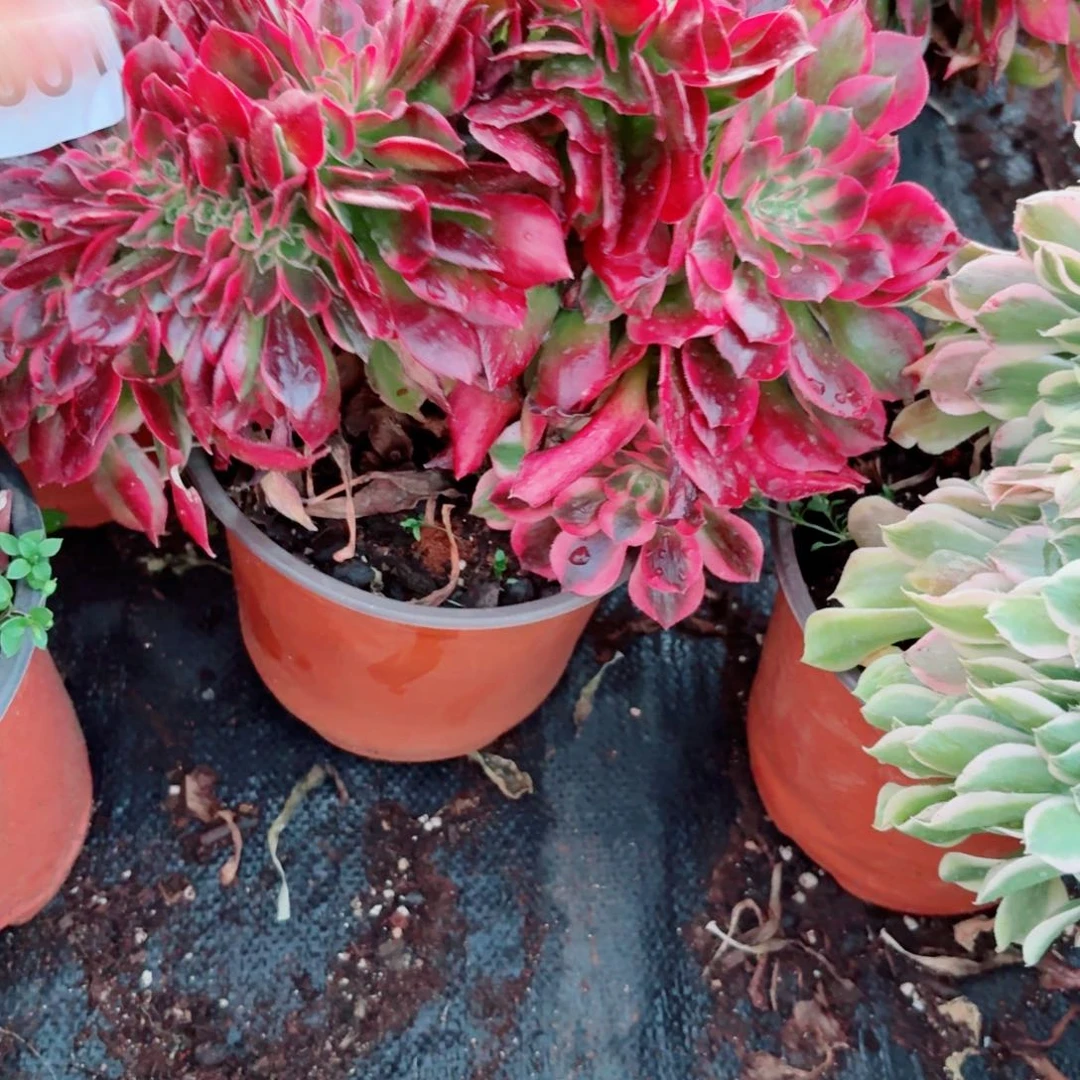 我601 号多肉法师植物女郎