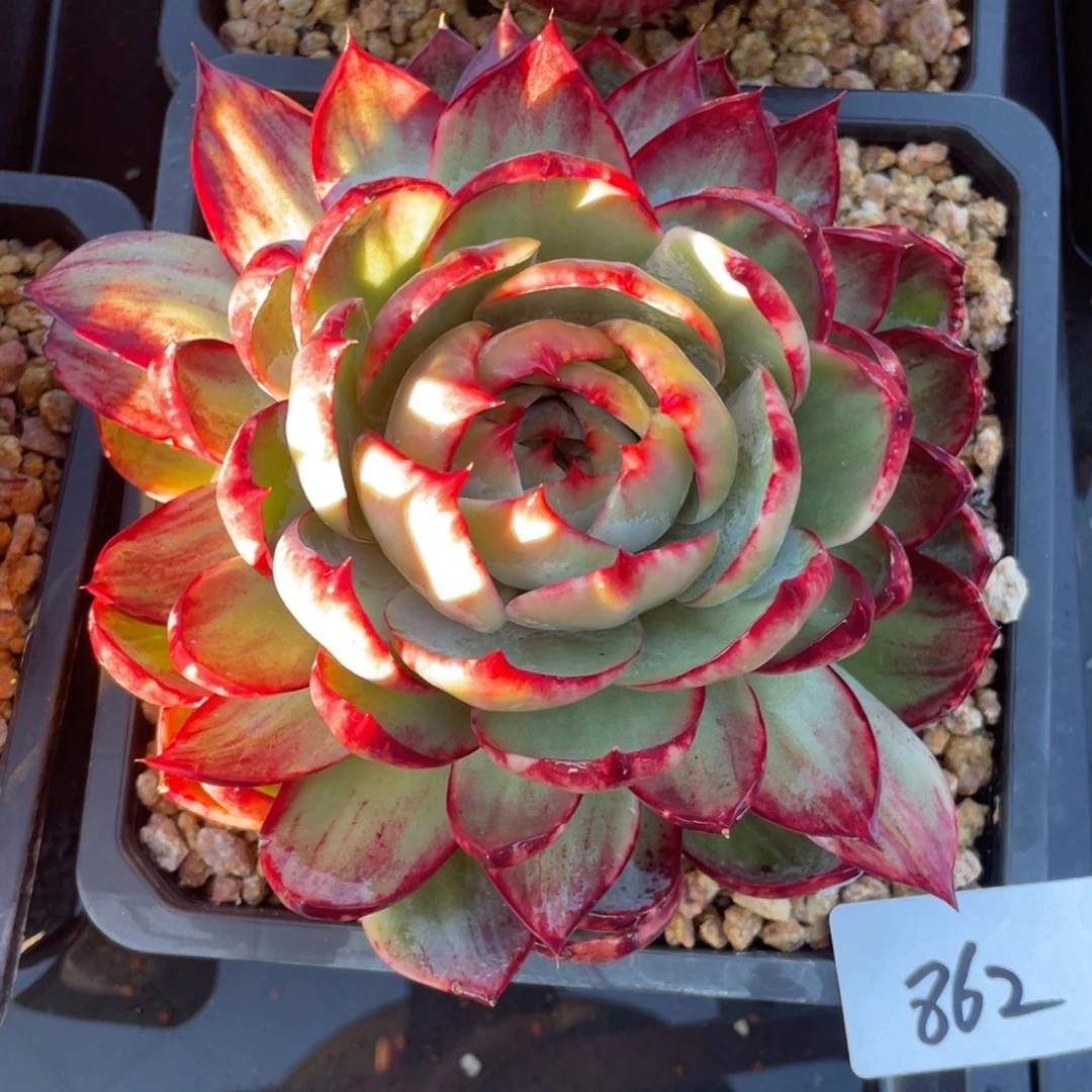 惊鸿仙子冠服19左右