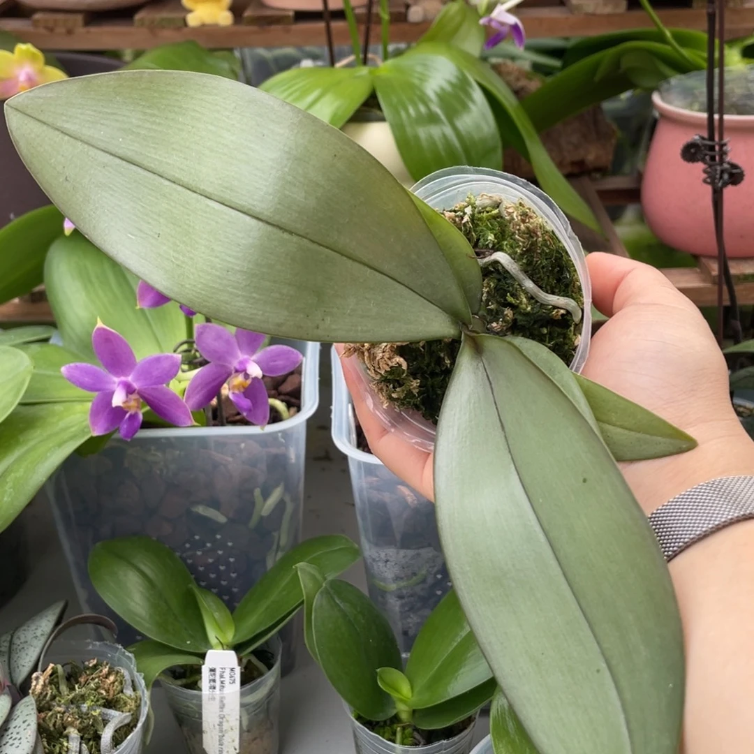 当前无花栽培后可以开花2.5西交黑曼尼