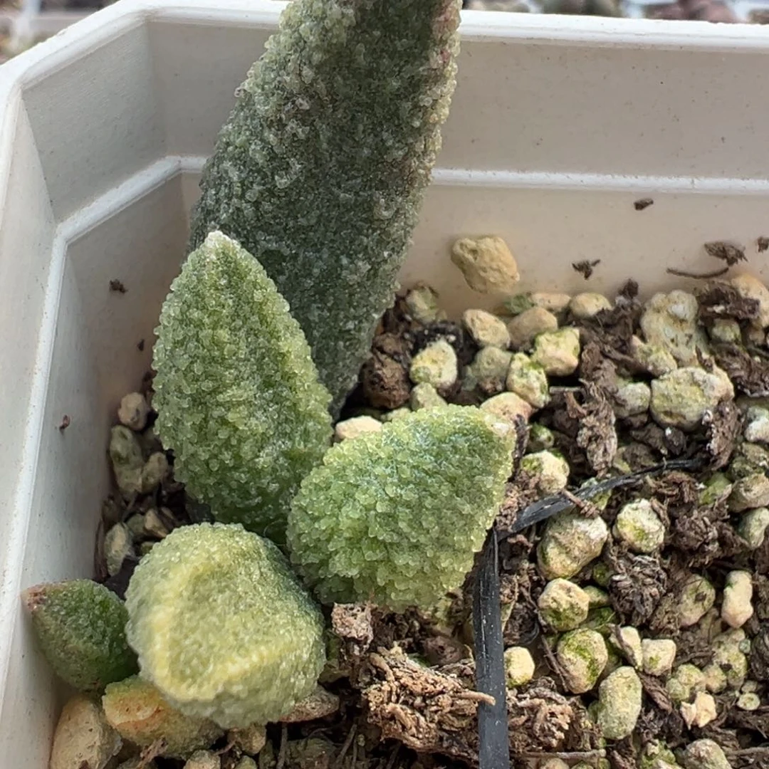 冰晶感实生大苗多肉植物