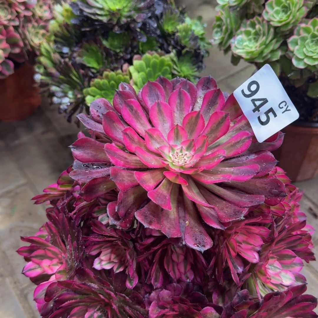 泡***沫多肉植物945红桐柏