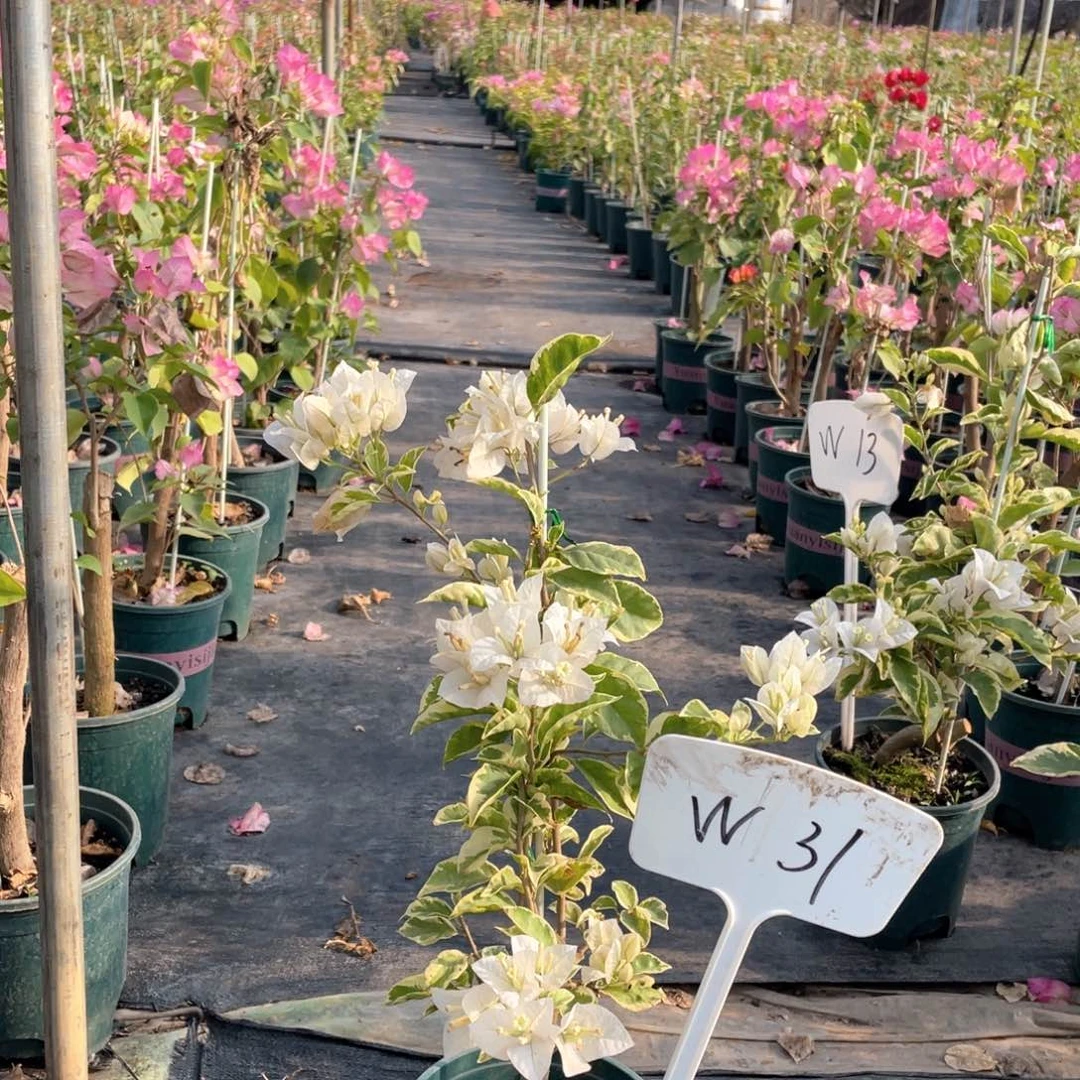 百***合全部花朵银边白W31