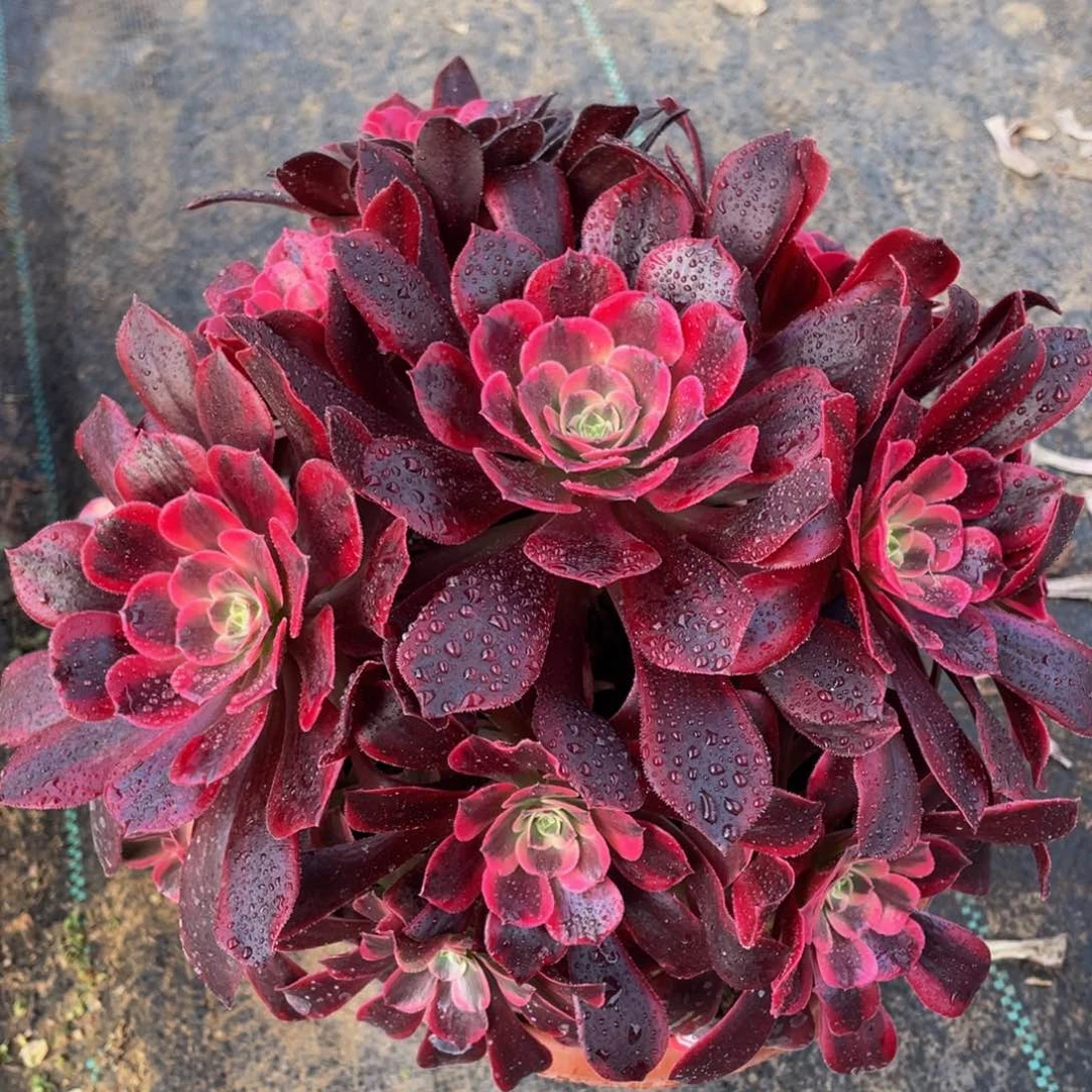 083美杜莎精品法师多肉