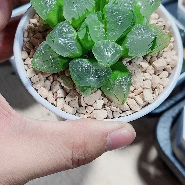 冰城寿新手好养得