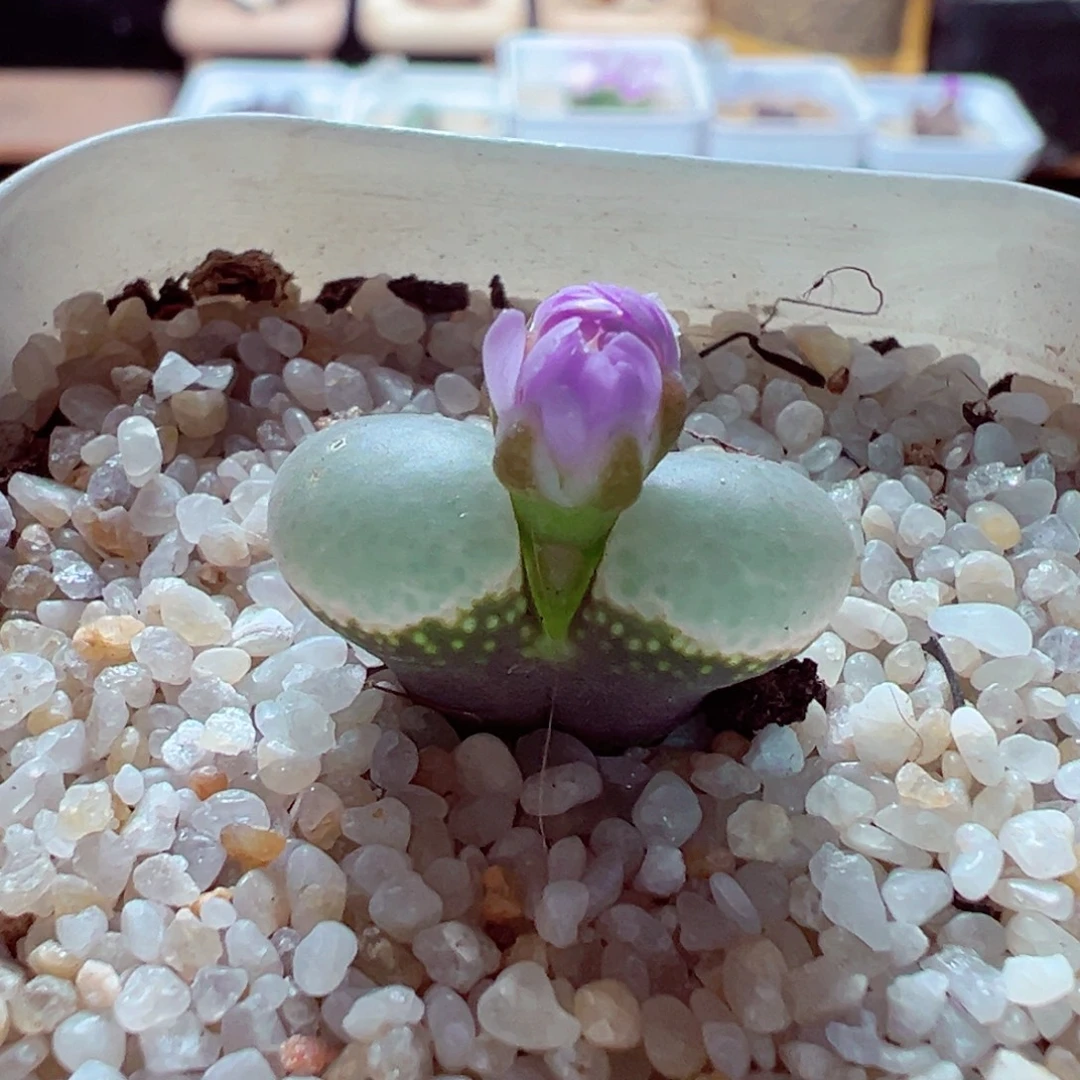 1110-122多肉多日