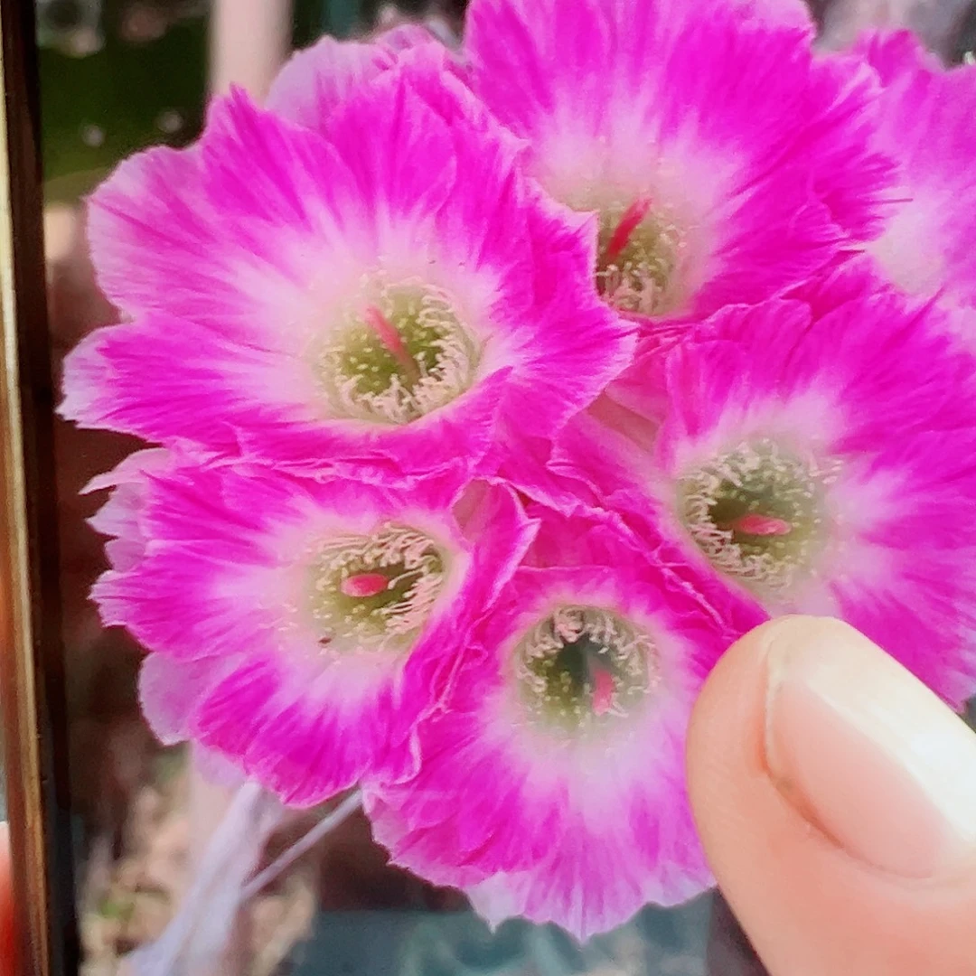 丽花 醉美人 侧芽满20包邮