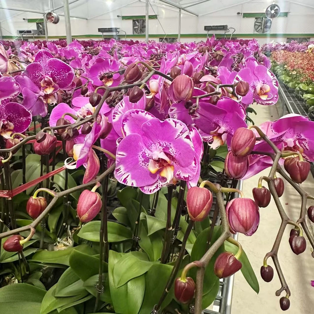 【藏宝图】蝴蝶兰 紫色系大花型 好看耐养百搭送人送礼室内高端花卉