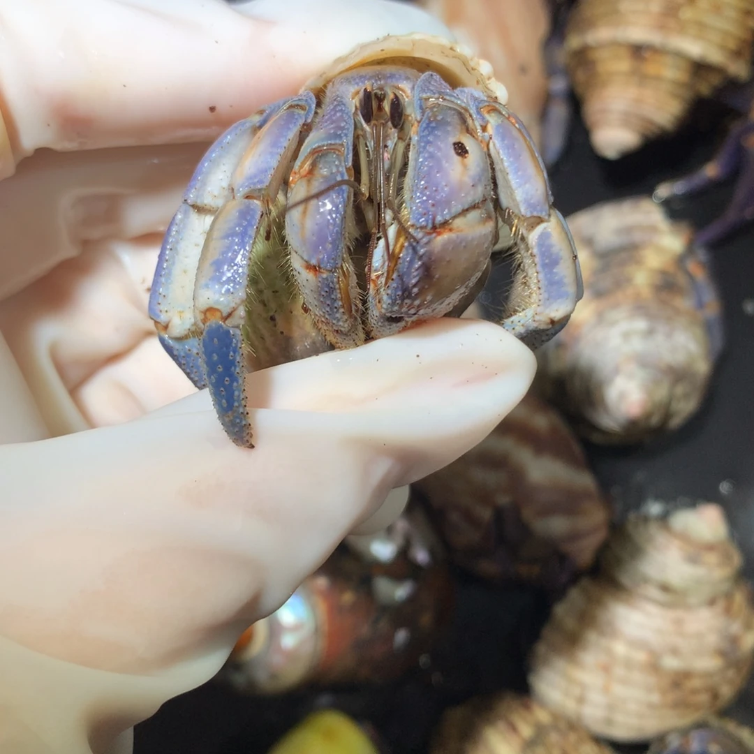 2.6浅蓝橘有个小洞不退不换