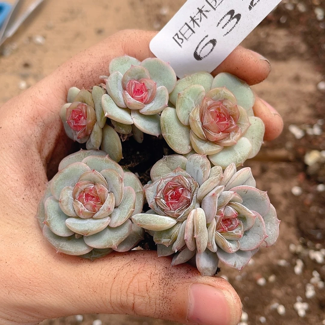 温***C多肉植物多肉植物632