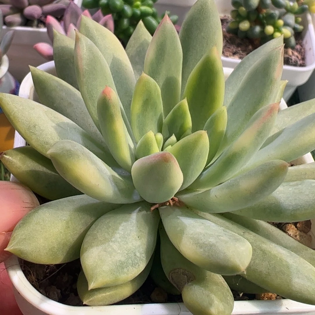 锦**s多肉植物多肉植物