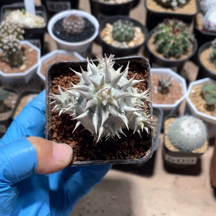 @****～534西巴女王块根植物