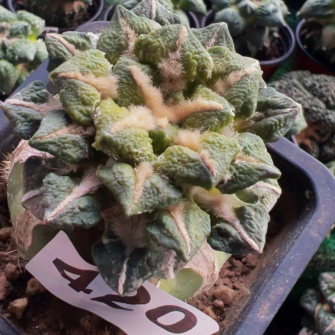无花朵福利黑牡丹锦420