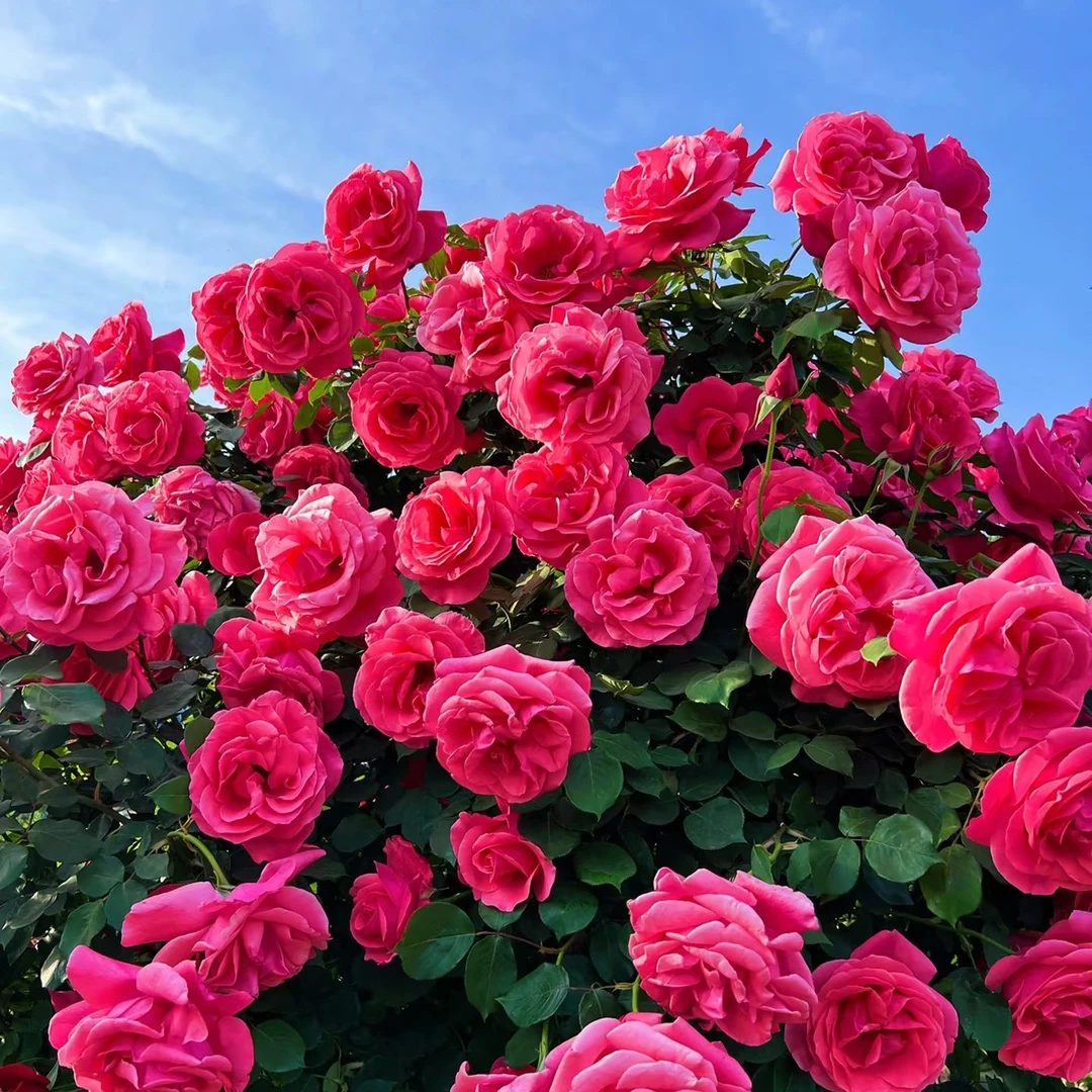 精品树桩月季国月大花双色红粉庭院别墅观赏植物四季开花