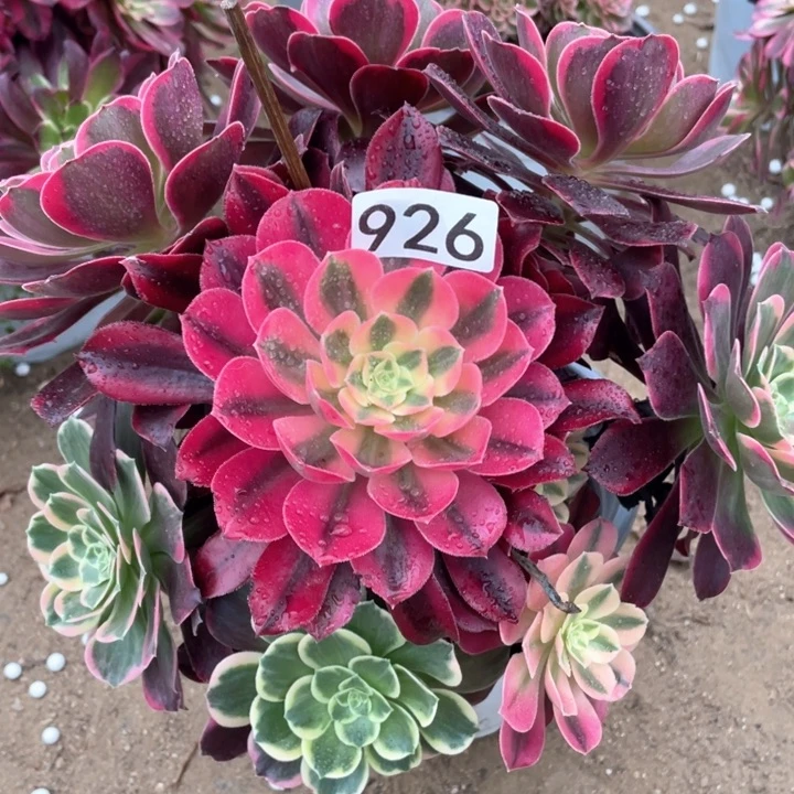 926多肉植物金丝雀