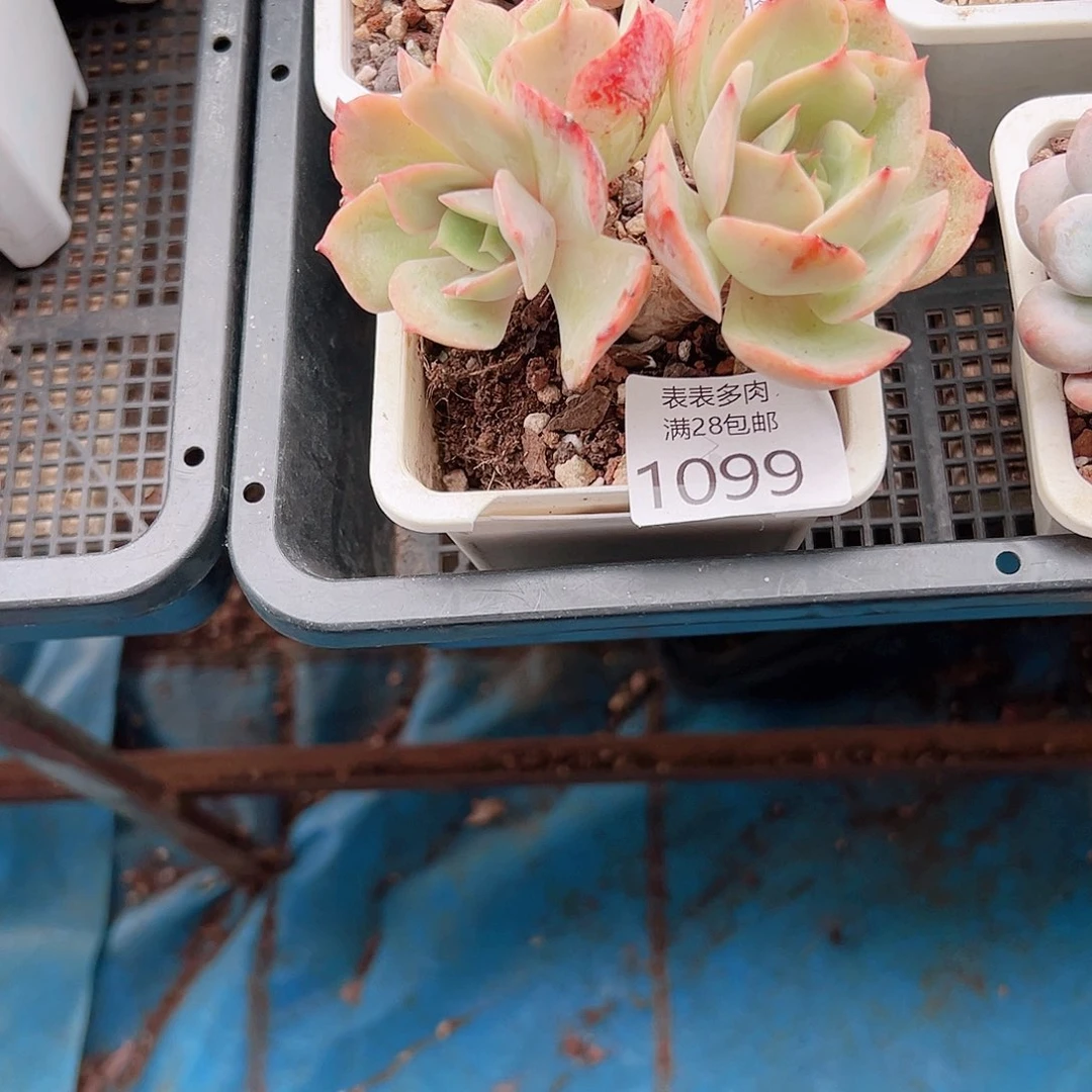 退****多肉一物一拍植物1099