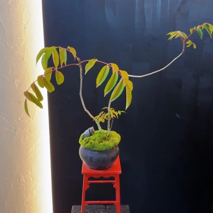 无花朵南京槭特价